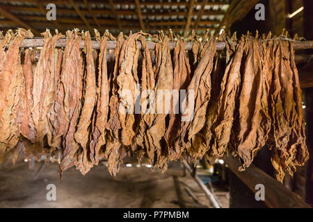 Feuilles de tabac suspendu pour le séchage dans la vieille cabane de séchage ou remise, ferme de tabac dans la vallée de Vinales, Pinar del Rio, Cuba Banque D'Images