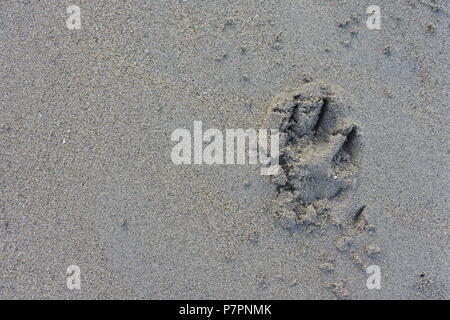 Plongez-vous dans la beauté sereine du sable plat de la plage avec une empreinte ludique, capturant des souvenirs joyeux. Banque D'Images