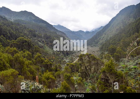 Explorer la vallée Bujuku dans les Monts Rwenzori (Ouganda) Banque D'Images