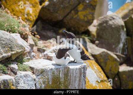 Les petits pingouins de Saltee Island dans le comté de Wexford, Irlande Banque D'Images