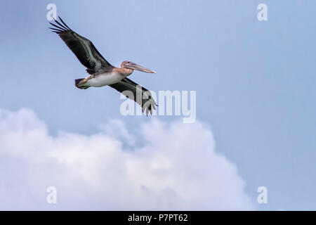 Planeur Pelican Banque D'Images