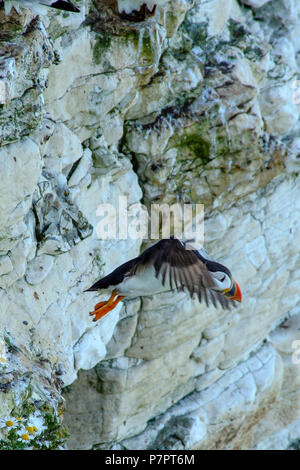 Falaises de Bempton Bridlington Juin 2018 : Les macareux retour à se reproduire et élever leurs petits sur les spectaculaires falaises blanches le long de la côte Est.Clifford Norton Banque D'Images