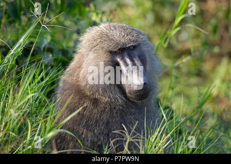 Le babouin Olive, Papio Anubis, Parc national Queen Elizabeth, en Ouganda Banque D'Images