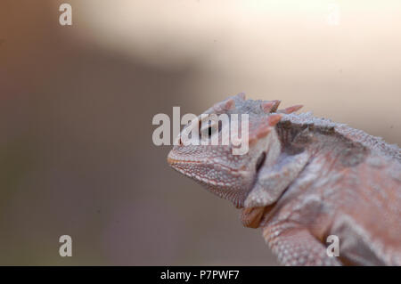 Un grand iguane à petites cornes Phrynosoma hernandesi, Banque D'Images