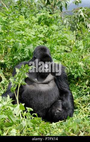 Silverback Gorilla du Groupe Amahoro dans les montagnes du Parc National des Volcans, Kinigi, Ruhengeri, Rwanda, Afrique de l'Est Banque D'Images