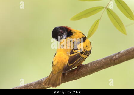 Village weaver ou tachetée de secours à tête noire ou weaver weaver (Ploceus cucullatus) au Ghana Banque D'Images