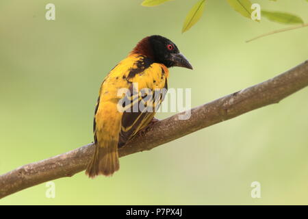 Village weaver ou tachetée de secours à tête noire ou weaver weaver (Ploceus cucullatus) au Ghana Banque D'Images