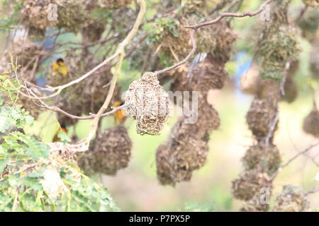 Village weaver ou tachetée de secours à tête noire ou weaver weaver (Ploceus cucullatus) au Ghana Banque D'Images