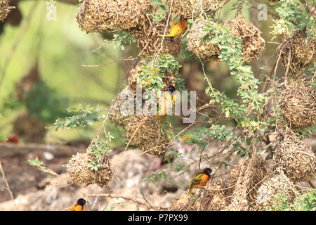 Village weaver ou tachetée de secours à tête noire ou weaver weaver (Ploceus cucullatus) au Ghana Banque D'Images