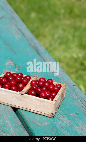 Prunus cerasus cherrys aigre des fruits dans le panier en bois Banque D'Images