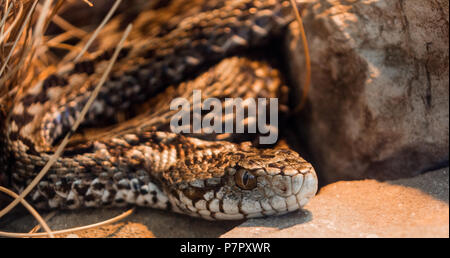 Vipera ursinii macrops Banque D'Images