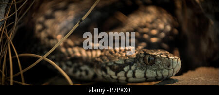 Vipera ursinii macrops Banque D'Images