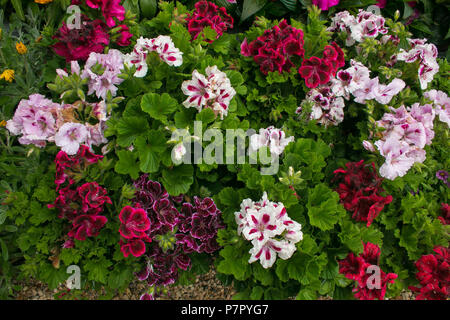 Enregistrer Télécharger fleurs multicolores d'aperçu dans le jardin d'été. Floral background Banque D'Images