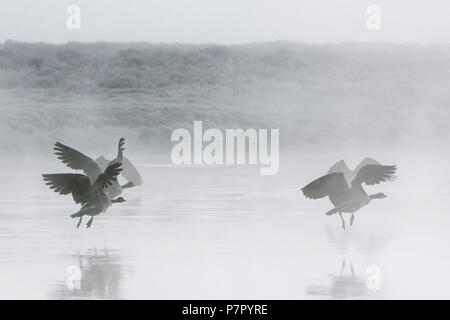 Bernache du Canada (Branta canadens). Troupeau d'oies décollant tôt le matin, le brouillard sur la rivière Yellowstone. Le Parc National de Yellowstone, Wyoming, USA. Banque D'Images