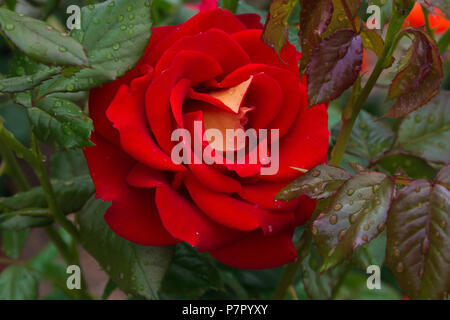 Macro de red rose avec des gouttes de pluie après l'orage Banque D'Images