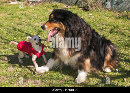 Portrait de chien berger australien et bébé chihuahua jouer ensemble Banque D'Images