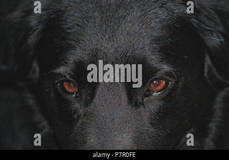 Labrador noir close up d'yeux. Banque D'Images