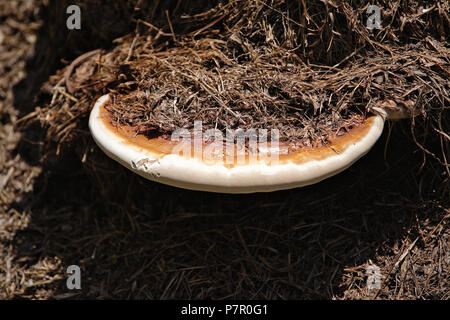 En forme de soucoupe gros champignons hors du compostage hé Banque D'Images