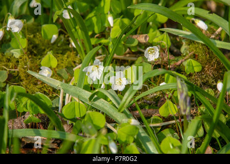 L'oxalide la floraison dans les bois au printemps Banque D'Images