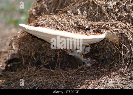 En forme de soucoupe gros champignons hors du compostage hé Banque D'Images