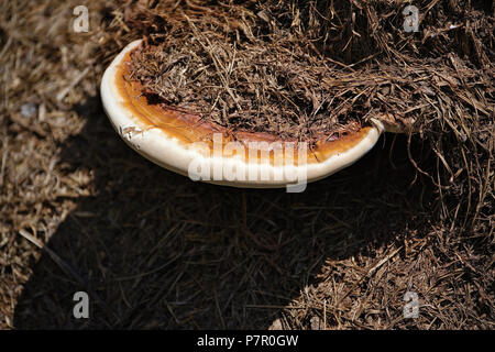 En forme de soucoupe gros champignons hors du compostage hé Banque D'Images