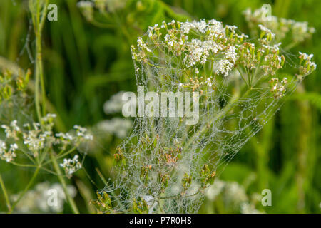 Couvert de rosée araignée sur cow parsley Banque D'Images