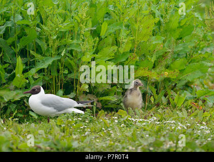 Mouette rieuse - Larus ridibundus des profils et des poussins de reproduction Banque D'Images