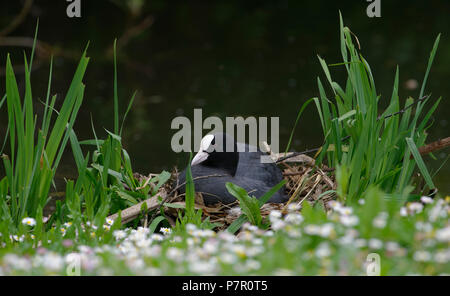 Foulque macroule - Fulica atra commune assis sur son nid Banque D'Images