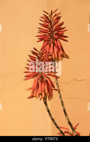 Red Hot Poker Aloe, dans un pot, dans Mirties, Kalymnos, Grèce Banque D'Images