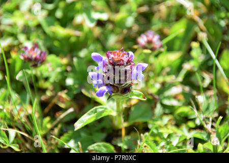 Prunella vulgaris ou d'auto guérison commune sont de plus en plus sur un pré vert, macro shot of carpenter's herb en été Banque D'Images