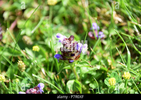 Fleur pourpre selfheal close-up, Prunella vulgaris ou d'auto guérison commune sont de plus en plus sur un pré vert Banque D'Images