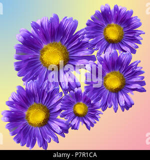 Blue marguerites sur un fond lilas Banque D'Images