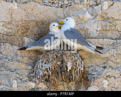 La Mouette tridactyle (Rissa tridactyla) dans la colonie de nidification sur ledge Bempton RSPB Yorkshire Banque D'Images