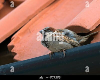 Moineau domestique Passer domesticus dans la construction d'Ecosse Banque D'Images