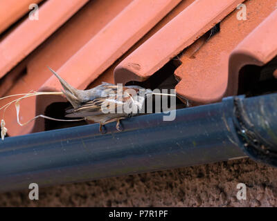 Moineau domestique Passer domesticus dans la construction d'Ecosse Banque D'Images