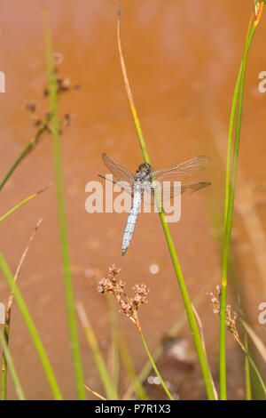 Un homme d'écumoire carénées, libellule Orthetrum coerulescens, près d'une mare stagnante dans un cours d'eau asséchés dans la nouvelle forêt durant la canicule au Royaume-Uni Banque D'Images