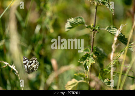 Battant blanc marbré / Melanargia Galathea Wiltshire, UK Banque D'Images