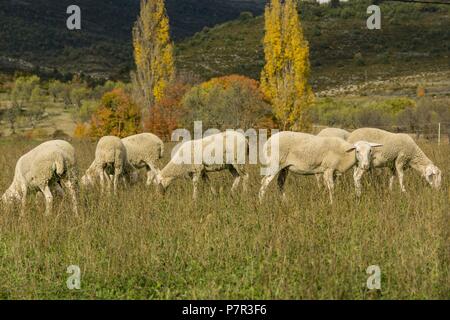 Rebaño de ovejas, Santa María de la Nuez , municipio de Bárcabo, Sobrarbe, Provincia de Huesca, Comunidad Autónoma de Aragón, cordillera de los Pirineos, Espagne, Europe. Banque D'Images