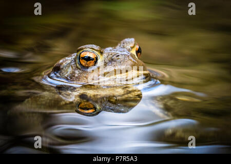 Portrait d'une belle tête de crapaud au-dessus de la surface de l'eau. Beau et effrayant big eye orange. La surface de l'eau était, faible profondeur de champ. Aussi k Banque D'Images