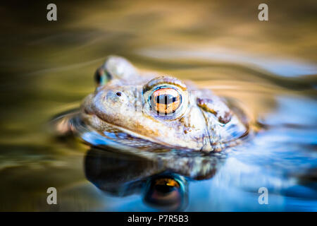 Portrait d'une belle tête de crapaud au-dessus de la surface de l'eau. Beau et effrayant big eye orange. La surface de l'eau était, faible profondeur de champ. Aussi k Banque D'Images