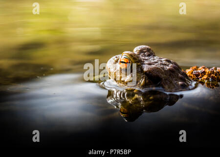 Portrait d'une belle tête de crapaud au-dessus de la surface de l'eau. Beau et effrayant big eye orange. La surface de l'eau était, faible profondeur de champ. Aussi k Banque D'Images