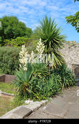 Une des nombreuses plantes poussant dans le jardin clos à la baie de Dunraven qui est l'ancien jardin pour l'une fois au-dessus du château au sommet de la colline. Banque D'Images