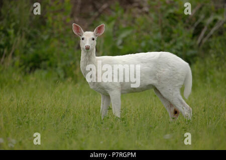 White le cerf de Virginie (Odocoileus virginianus), New York, leucistic, doe (femelle) Banque D'Images