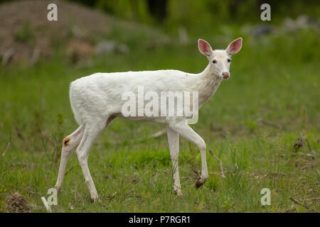 White le cerf de Virginie (Odocoileus virginianus), New York, leucistic, doe (femelle) Banque D'Images