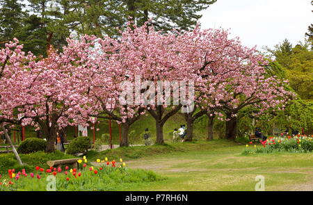 HIROSAKI, JAPON - AVR. 2018 : Les gens d'admirer de belles fleurs de cerisier et tulip dans le parc du château de Hirosaki. Banque D'Images