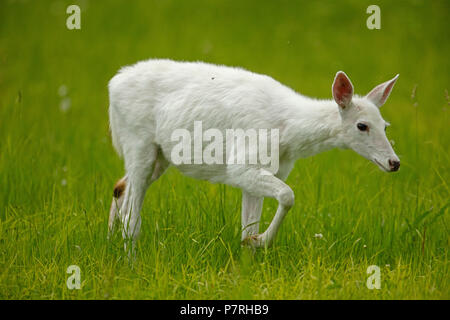 White le cerf de Virginie (Odocoileus virginianus), New York, leucistic, doe (femelle) Banque D'Images