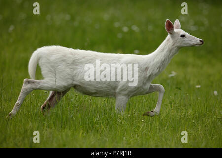 White le cerf de Virginie (Odocoileus virginianus), New York, leucistic, doe (femelle) Banque D'Images