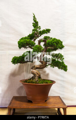 Bonsai arbre dans un petit pot sur le Centre culturel japonais Steveston (Colombie-Britannique) Banque D'Images