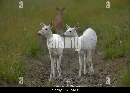 White le cerf de Virginie (Odocoileus virginianus), New York, leucistic, N (femelle), de boire Banque D'Images