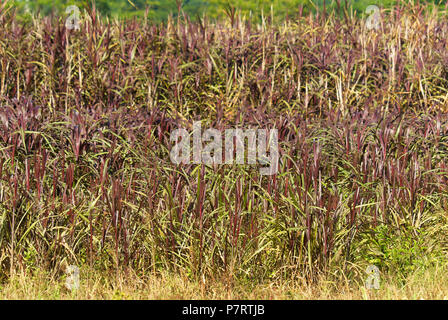 De l'herbe mauve (probablement Pennisetum purpureum, également connu sous le nom de l'herbe à éléphant, l'éléphant de l'herbe ou herbe de l'Ouganda) Banque D'Images